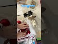 wecreat how to install the ornaments using the extra attachment