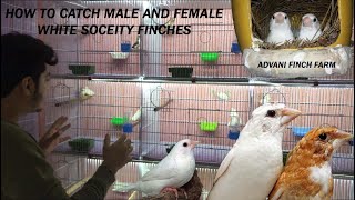 How we can catch Male and Female in WHITE BENGALESE FINCHES || URDU / HINDI  || ADVANI FINCH FARM