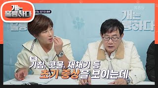 개도 감기에 걸린다!? 개가 걸리는 감기의 종류 알아보기 [개는 훌륭하다/Dogs Are Incredible] | KBS 231127 방송