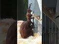 Funny Moment in the Life of Orangutan Sari and her Baby#shorts#funnyvideo#orangutans#funnyanimal#zoo