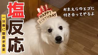 誕生日グッズに不平不満しかない日本スピッツ犬が一言で豹変しました