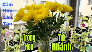 Cách Cắm Hoa Lâu Tàn Nước Trong Bình Không Hôi / Và Cách Trồng Hoa Cúc Từ Cành Đón Tết