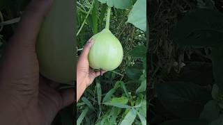 ep-1 మా పొలం లో పండించిన కూరగాయలు #vegetables #shortvideo @Medhatalks3