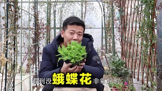 【養養養花花花】蛾蝶花，一種漂亮的小草花，現在掌握栽種技巧，很快就能開爆盆