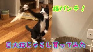 【猫グッズ】巨大猫じゃらし買った！猫たちの反応は…？