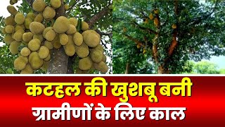 Jashpur में कटहल की खुशबू बनी काल! पके हुए कटहल की खुशबू से गांव पहुंचे रहे हाथी। देखिए..