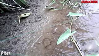 Ngurek Belut Di Sawah Siluman Broo ( fishing monster eels )