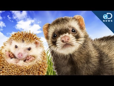Why These Cute Animals Are Illegal To Own Why These Cute Animals Are Illegal To Own