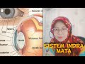 Sistem Indera  : Mata