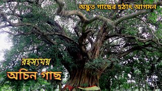 রহস্যময় অচিন গাছের ইতিহাস । অচিন গাছ । অচিন গাছ কুড়িগ্রাম