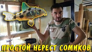 КАК  РАЗВОДИТЬ СОМИКОВ КОРИДОРАС И НЕ ТОЛЬКО! СОВЕТЫ ОТ КОСТИКА!