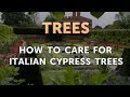 How to Care for Italian Cypress Trees