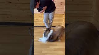 みんなでおじぎ練習💕#sheltie#シェルティ #dogtricks