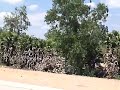 vetapalem to kadavakuduru on bike sandy cashew nut trees