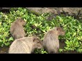 カピバラ　前略コハル様　大宮公園小動物園