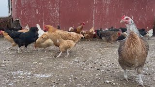 Cumberland County borough pecks at idea to let residents keep chickens in their yards