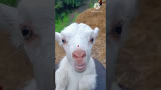 Cute goat funny video🐐🐐🤣🤣#goat#shorts #youtube #cute #reels #funny#viral #baby #bakri #funnyvideo