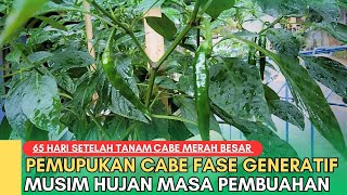 NUTRISI TEPAT CABE MASA PEMBUAHAN MUSIM HUJAN 65 HARI SETELAH TANAM