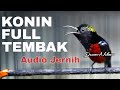 MASTERAN KONIN GACOR FULL ISIAN TEMBAK GEJRET KASAR AUDIO JERNIH COCOK BUAT KOLIBRI NINJA TROTOLAN