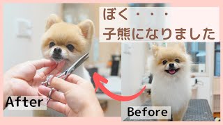 【変身】ポメちゃん？、ポメラニアンやめるってよ【ポメラニアンカット】Dog Salon PAPAのカット動画　2021年＃9