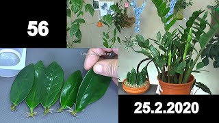 Zimmerpflanzen Anzucht Spezial. Glücksfeder und Alocasia Polly live erleben wie die Pflanzen wachsen