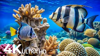 The Best 4K Aquarium - Explore the Stunning World of Sea Jellyfish and Beautiful Coral Reef Fish #18