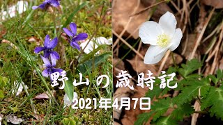 野山の歳時記　山野で出会った春の花　2021年4月7日