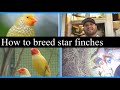 How to breed star finches