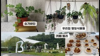 키우기쉬운 우리집 행잉식물wiht 다이소 /인천식물카페빌리