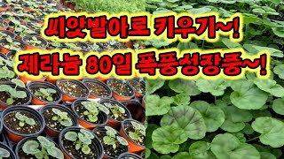 영국 제라늄 80일간의 변화 폭풍 성장