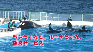 ランちゃんと、ルーナちゃんサブプールでもお客様サービス、　鴨川シーワールド、シャチ、