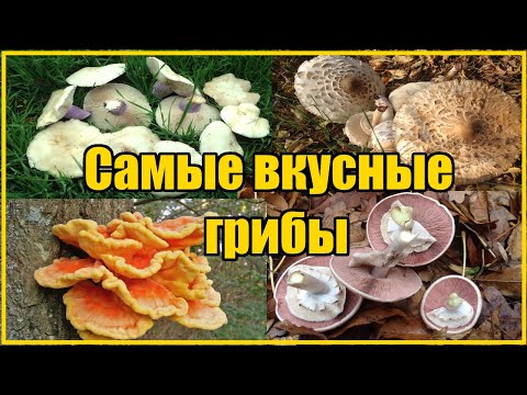 ВИДЫ ОСЕННИХ ГРИБОВ / ГДЕ И КАК СОБИРАТЬ