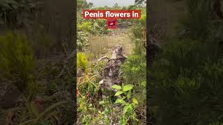 Penis flowers in Cambodia 😮 #travel #flowers