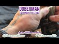 doberman equipment auroth tactical harness inventory addition. doberman dobermantraining