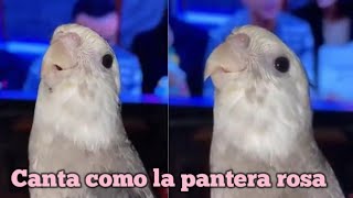 El peculiar pájaro que se ha hecho viral por cantar 'La Pantera Rosa' a la una de la mañana