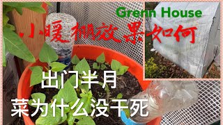 安装的小暖棚使用效果如何？怎样保持水分？美国七A区 Vegetables in Grenn House Still alive? How to Keep Moist?