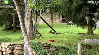 Papa Tian Tian - What's up? 080120