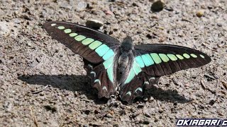 【Graphium sarpedon】アオスジアゲハの吸水