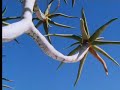 desert tree has suprising way of surviving david attenborough bbc studios