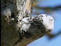 desert tree has suprising way of surviving david attenborough bbc studios