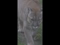 beautiful canadian puma in forest