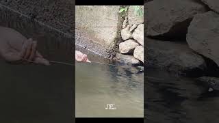 ആരകനെ  കണ്ടോ  ..my frames... fishing video status