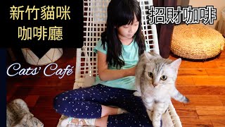 [新竹寵物餐廳] 招財咖啡 Cats' Café in Hsinchu City