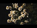 Flower l Feverfew l Short Cinematic Video l Sony a7m2