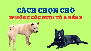 Cách Chọn Chó H'mông Cộc Đuôi Từ A Đến Z / Bằng Đoàn TB