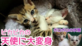 ボロボロの状態から良くなって、子猫達は天使みたいに可愛くなってました