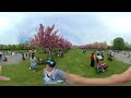 cherry blossom walk in 360 vr