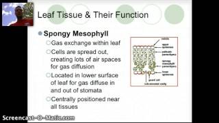 IB 9.1: Plant Structure \u0026 Growth