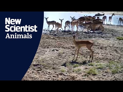 What animal are humans most afraid of?