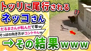 【2ch動物スレ】鳥さんに尾行されるネコさん→その結果ｗｗｗ【猫の面白動画・画像集】